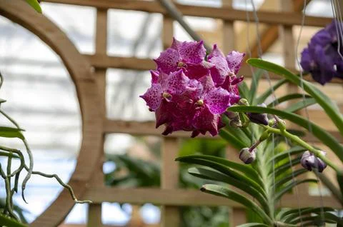 Orchids in Bloom 写真素材