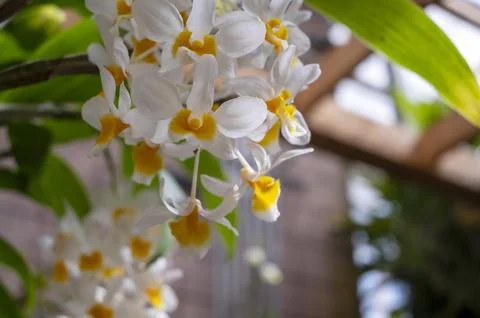 Orchids in Bloom Stock Photos