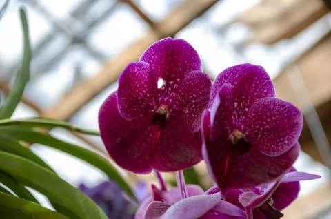 Orchids in Bloom Stock Photos