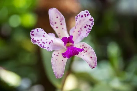 Orchids in Bloom 写真素材