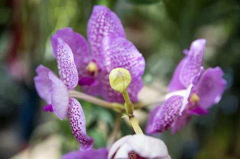 Orchids in Bloom Stock Photos