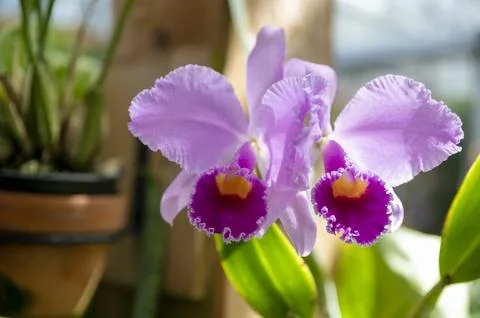 Orchids in Bloom Stock Photos
