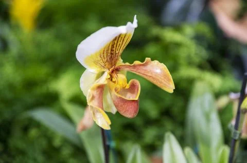 Orchids in Bloom Stock Photos