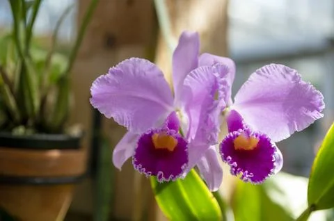 Orchids in Bloom Stock Photos