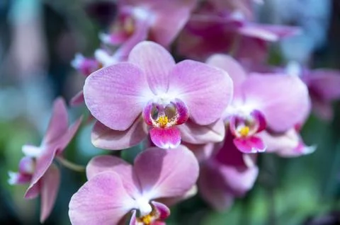 Orchids in Bloom Stock Photos
