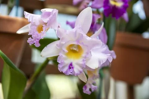 Orchids in Bloom Stock Photos