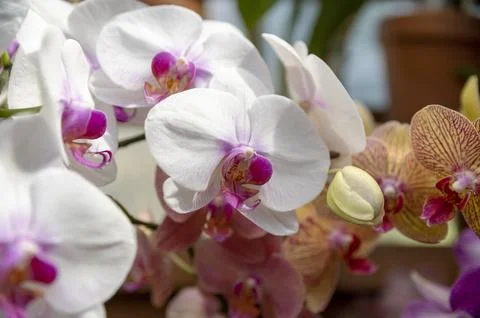 Orchids in Bloom 写真素材