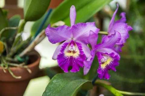 Orchids in Bloom Stock Photos