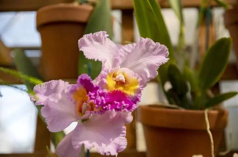 Orchids in Bloom 写真素材