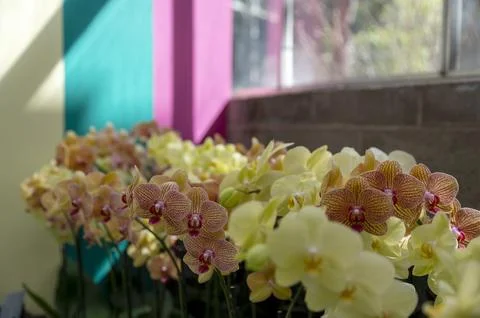 Orchids in Bloom Stock Photos