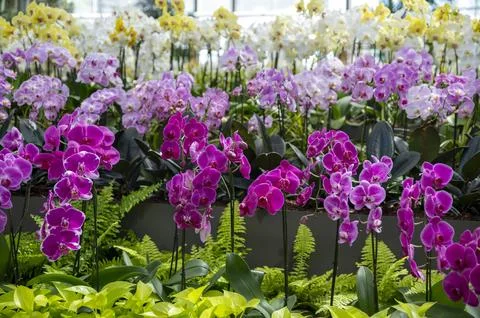 Orchids in Bloom 写真素材