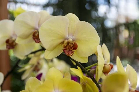 Orchids in Bloom Stock Photos