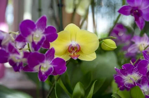 Orchids in Bloom 写真素材