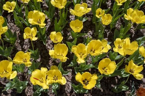 Orchids in Bloom Stock Photos