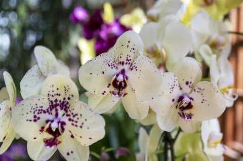 Orchids in Bloom 写真素材