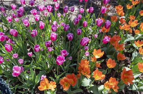 Orchids in Bloom 写真素材