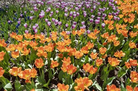 Orchids in Bloom 写真素材