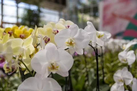Orchids in Bloom Stock Photos