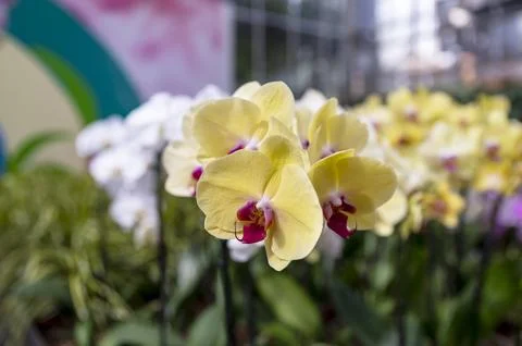 Orchids in Bloom 写真素材