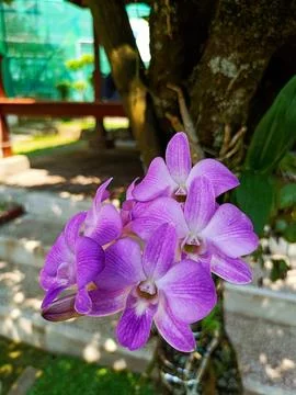 Orchids bloom 库存照片