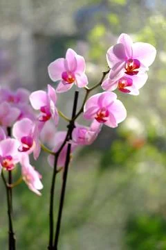 Orchids bloom in spring. Spring bloom of a variety of orchids. A blooming orchid 스톡 사진