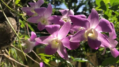 Orchids blooming in the garden Stock Footage 278563561