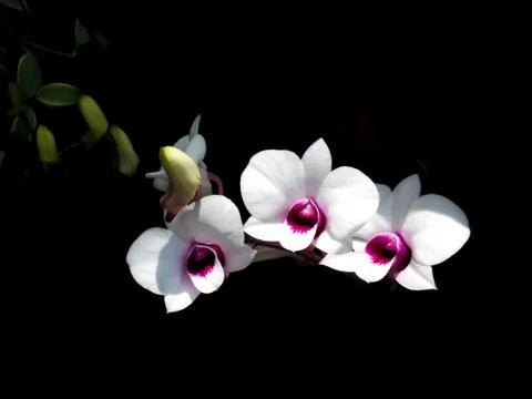 Orchids blooming isolated Stock Photos