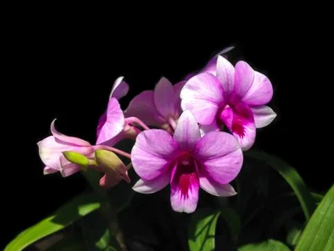 Orchids blooming Stock Photos