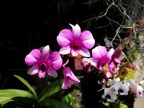 Orchids blooming Stock Photos