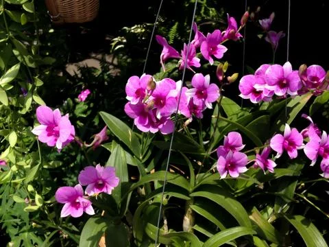 Orchids blooming Stock Photos