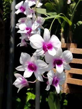 Orchids blooming Stock Photos
