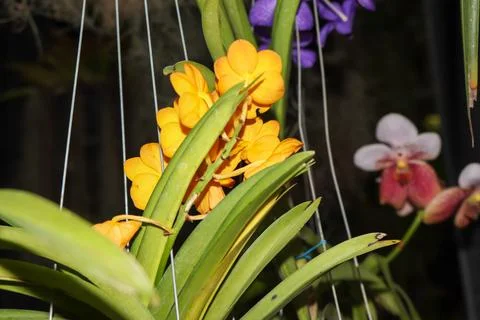 Orchids blooming on the tree Stockfoto's