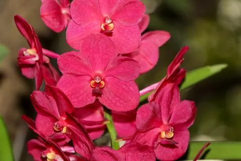 Orchids blooming on the tree Stockfoto's