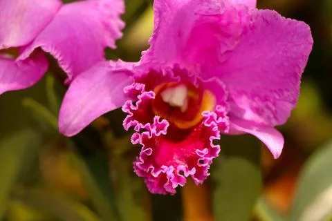 Orchids blooming on the tree Stock Photos