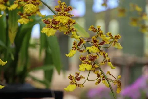 Orchids blooming on the tree Stockfoto's