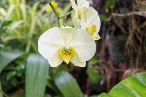Orchids blooming on the tree Stockfoto's