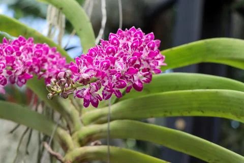 Orchids blooming on the tree Fotos de archivo