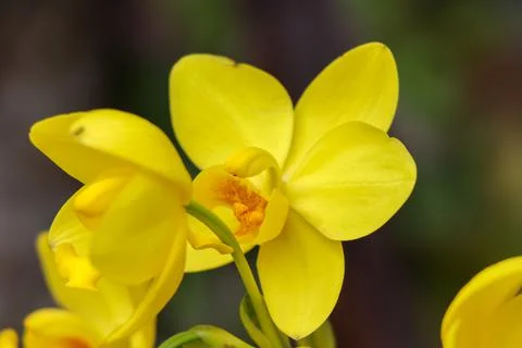 Orchids blooming on the tree Stockfoto's