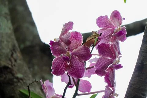 Orchids blooming on the tree Stockfoto's