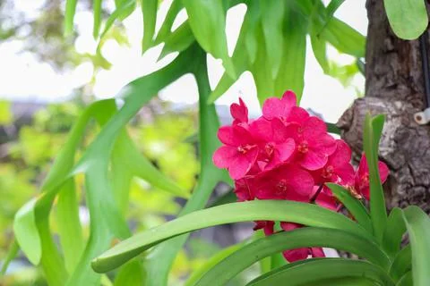 Orchids blooming on the tree Stock Photos