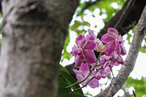 Orchids blooming on the tree Foto stock