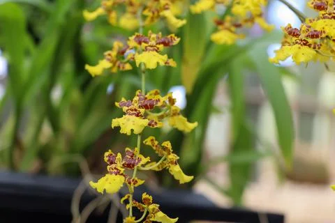 Orchids blooming on the tree Stockfoto's