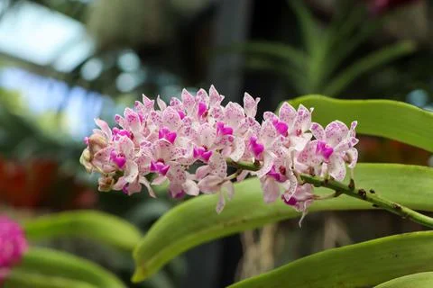 Orchids blooming on the tree Stock Photos