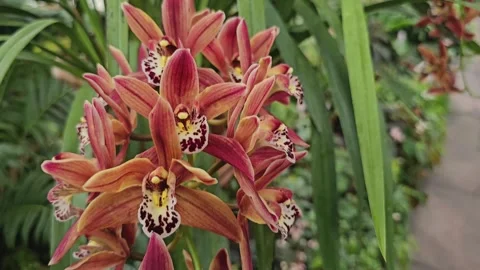 Orchids blossom with pan Stock-Footage 277422748