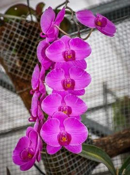 Orchids in a botanical garden Stock Photos