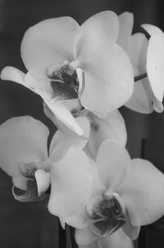 Orchids in B&amp;W Stock Photos