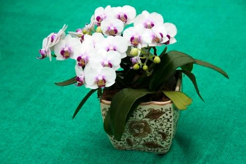 Orchids in Ceramic Pot Stock Photos