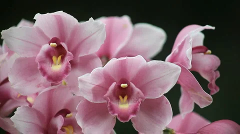 Orchids close up Stock Footage 4280018