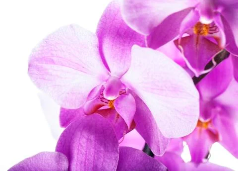 Orchids in close up Stock Photos