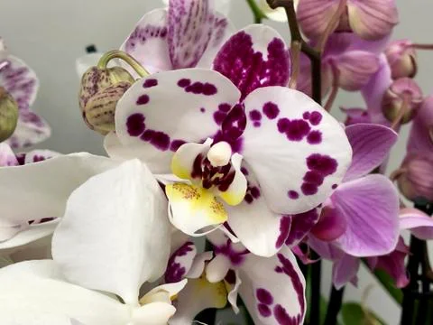 Orchids close up. Stock Photos